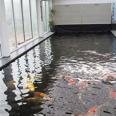 養錦鯉|缸養錦鯉五大技巧：打造健康活潑的水族寵物